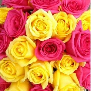 Meet your Posher, Laura jean